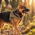 German shepherd wearing a tactical anti-pull harness on a forest trail