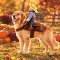 Dog wearing a cowboy rider costume with a matching hat on an autumn lawn